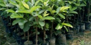 L49 Guava Plant
