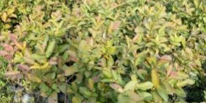 Lalit Guava Plants
