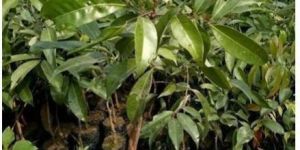 Litchi Plant