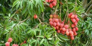 Lychee Plant