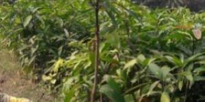 Mango Plant