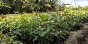 Mango Seedling Plant
