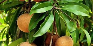 CHIKU CRICKET BALL PLANT