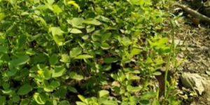 Sesame Plant