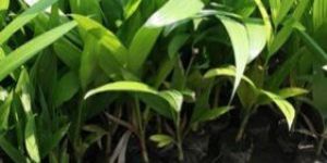 Supari Plant