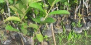 Thai 7 Guava Plant