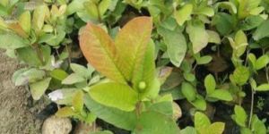 Thai Guava Plant