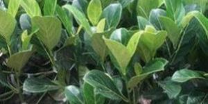 Thai Jackfruit Plant