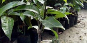 Thai Mango Plant