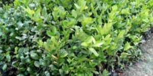 Thai Pati Lemon Plant