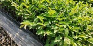 VNR Guava Plant