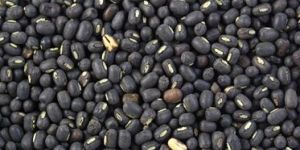 Black Gram