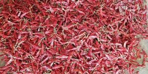 Dried Red Chilli