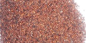 Finger Millet Seeds
