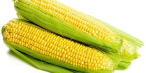 Fresh Sweet Corn
