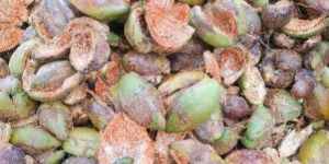 Coconut Husk
