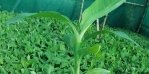 Tissue Culture G9 Banana Plants