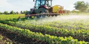 1121 Sella Basmati Rice