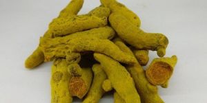 Double Polished Turmeric Finger