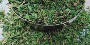 Dried Coriander Leaves