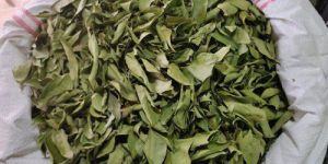 Dried Curry Leaves