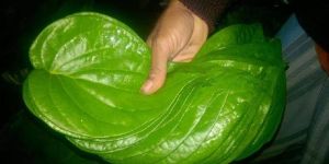 Betel Leaf
