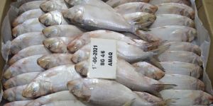 Fresh Hilsa Fish