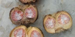 Betel Nut