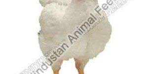 Broiler Grower Poultry Feed