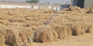 Rhodes Grass Hay