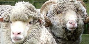 Sheep Farming Feed