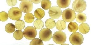 Buffalo Horn Button Blank