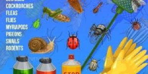 Pest Control Services in Manesar