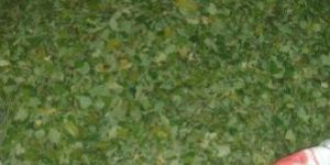 Quality Moringa Dried Leaves