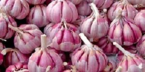 Bhima Purple Garlic
