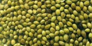 Coriander Single Parrot Quality