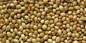 Eagle/Scooter coriander