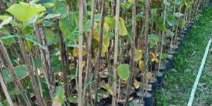 Red Sandalwood Plants