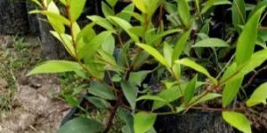 Syzygium Plants