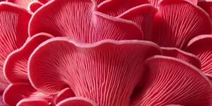Fresh Pink Oyster Mushroom