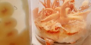 Fresh Cordyceps Militaris