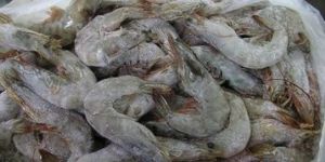 Frozen Shrimp