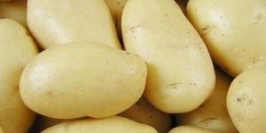 3797 Potato