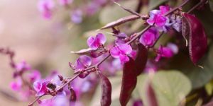 Hyacinth Bean