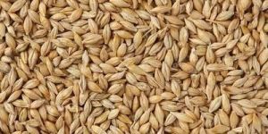 Barley Seeds