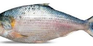 Fresh Hilsa Fish
