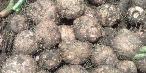 Fresh Elephant Foot Yam