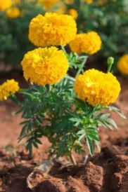 Marigold Flower