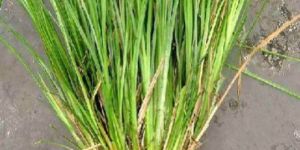 Vetiver Leaves