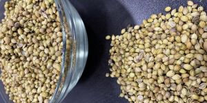 Coriander Seeds